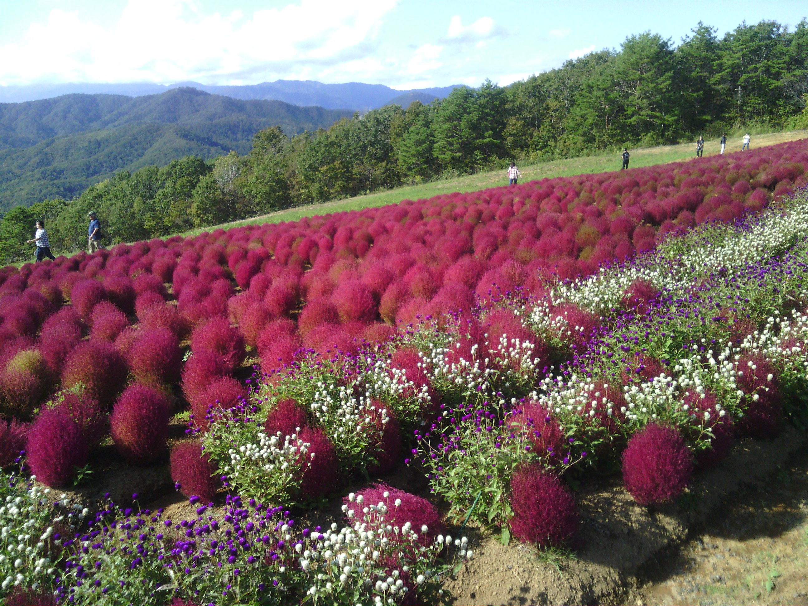 ひるがの高原 Japaneseclass Jp