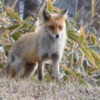 Thumbnail of new posts 056