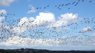 Thumbnail of post image 020