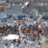 Thumbnail of new posts 126