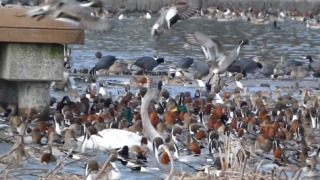 Thumbnail of post image 081